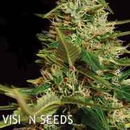 Vision Seeds Super Skunk Auto